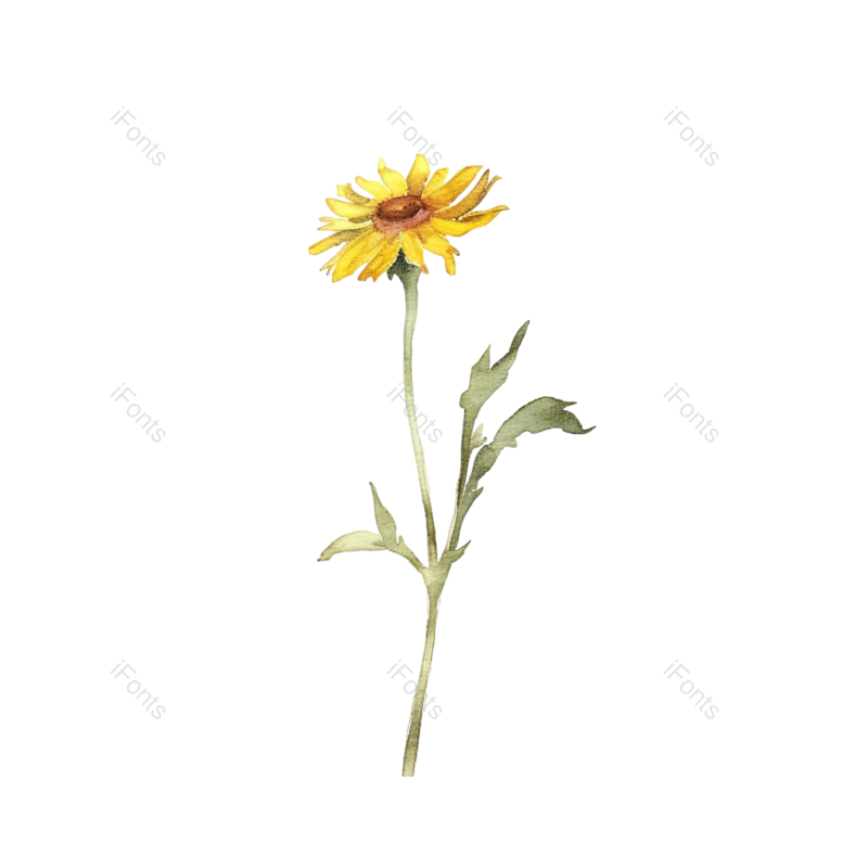 装饰图片,花卉元素,花草PNG,鲜花免抠素材